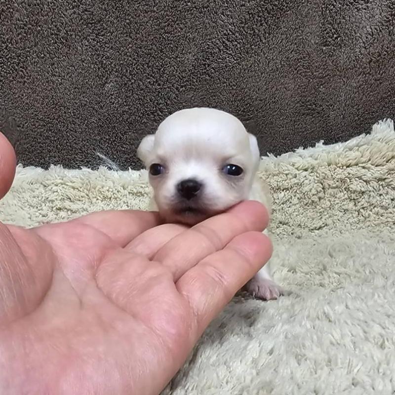 販売中の埼玉県のチワワ(ロングコート)-443471の3枚目