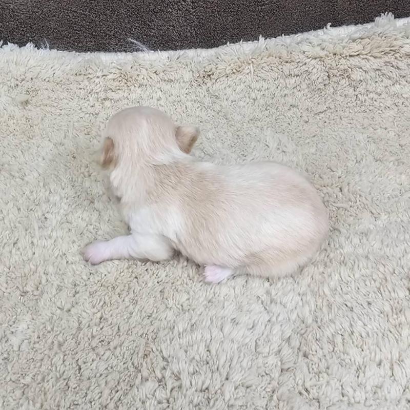 販売中の埼玉県のチワワ(ロングコート)-443471の2枚目