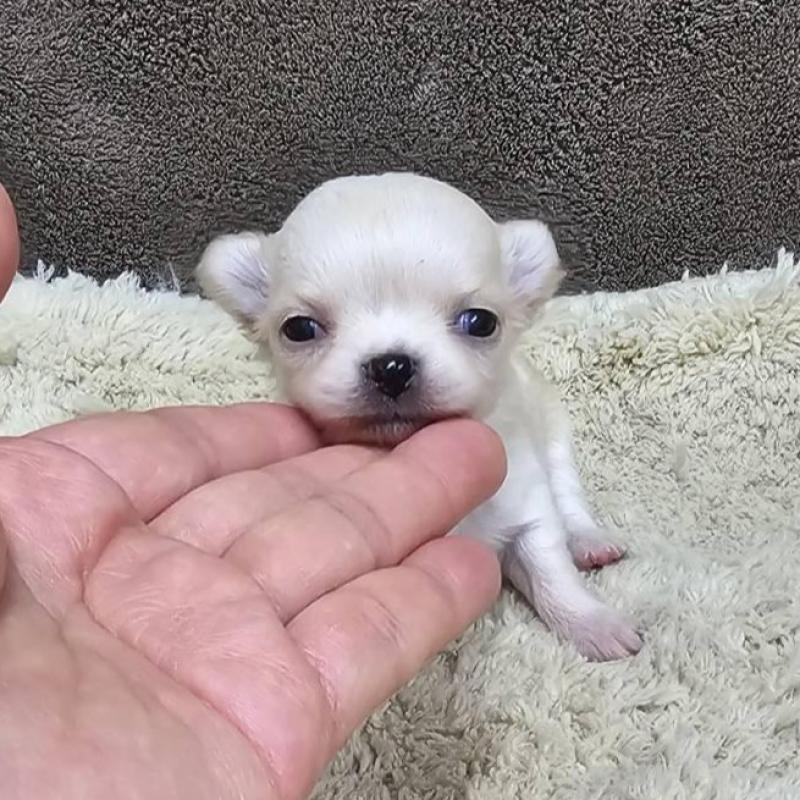 販売中の埼玉県のチワワ(ロングコート)-443471