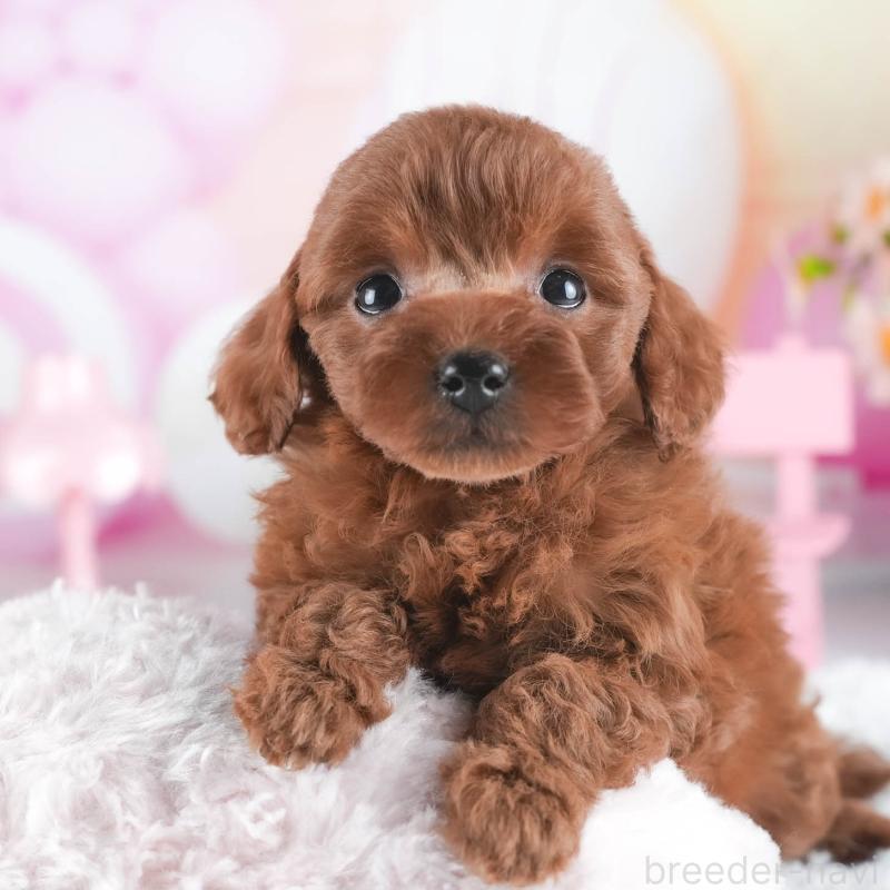 販売中の茨城県のトイプードル-443477の1枚目