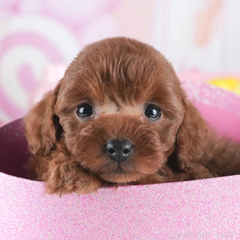 販売中の茨城県のトイプードル-443477の9枚目