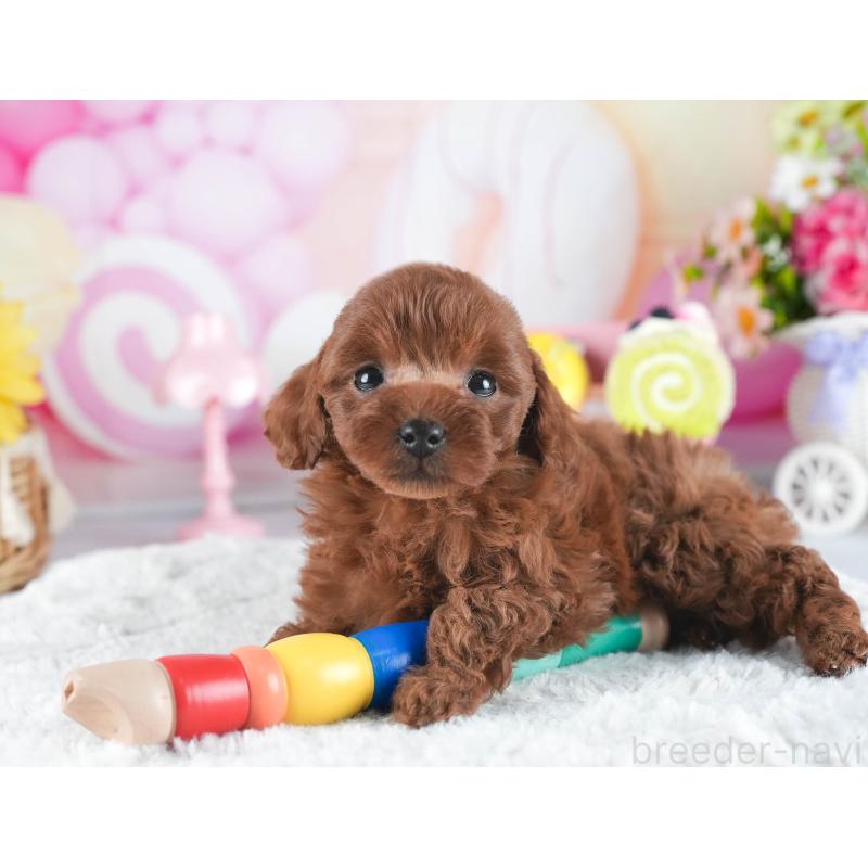 販売中の茨城県のトイプードル-443477の7枚目