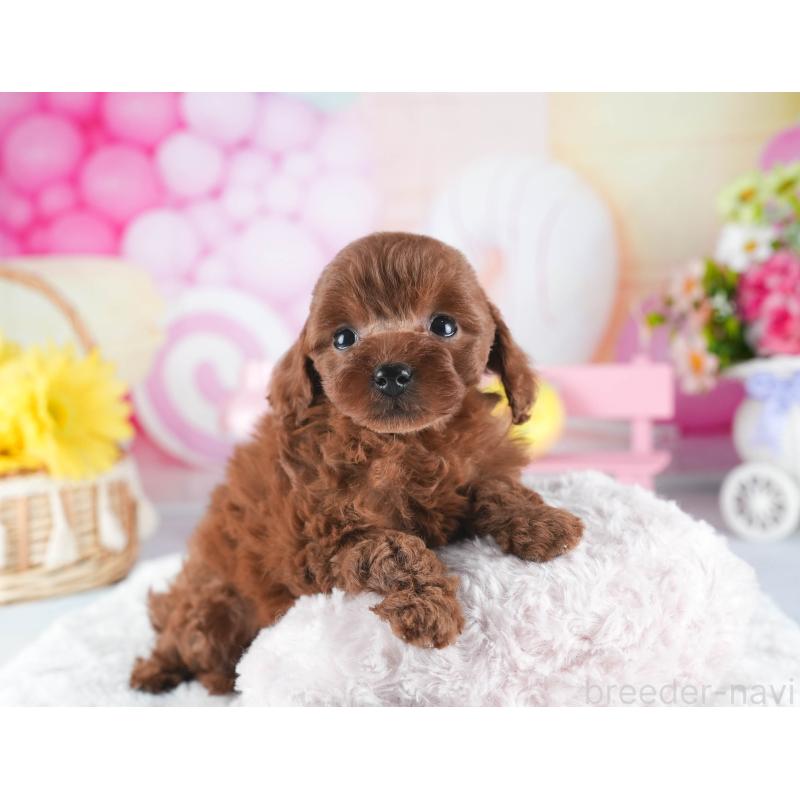 販売中の茨城県のトイプードル-443477の6枚目