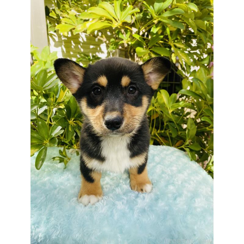 販売中の千葉県のミックス犬-440897