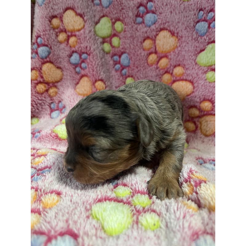 販売中の栃木県のチワプー:チワワ×トイプードル-443646の3枚目