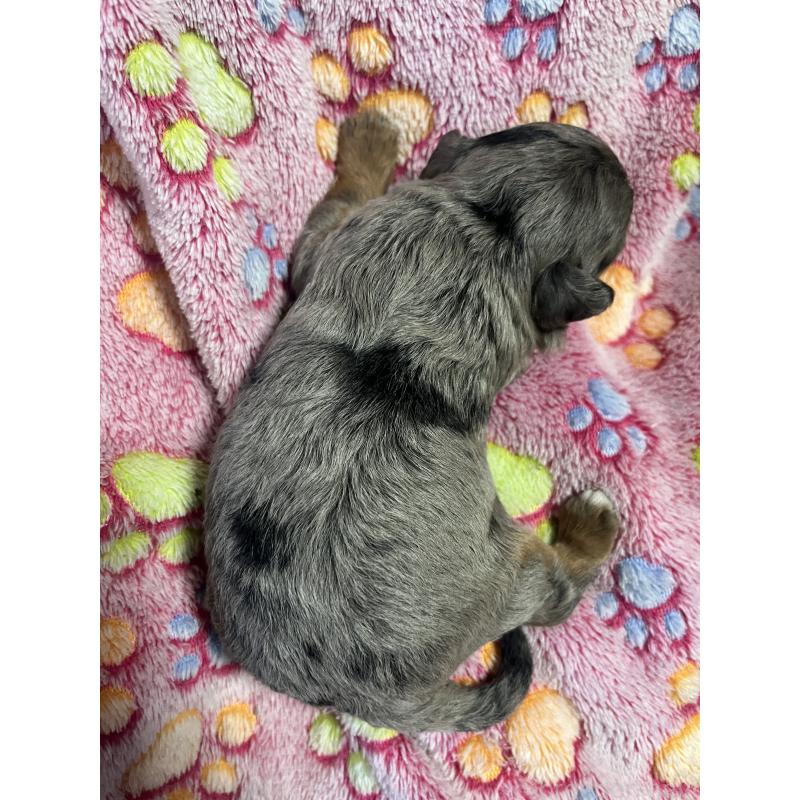 販売中の栃木県のチワプー:チワワ×トイプードル-443646の2枚目