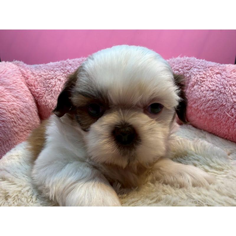 販売中の東京都のシーズー-443475の6枚目