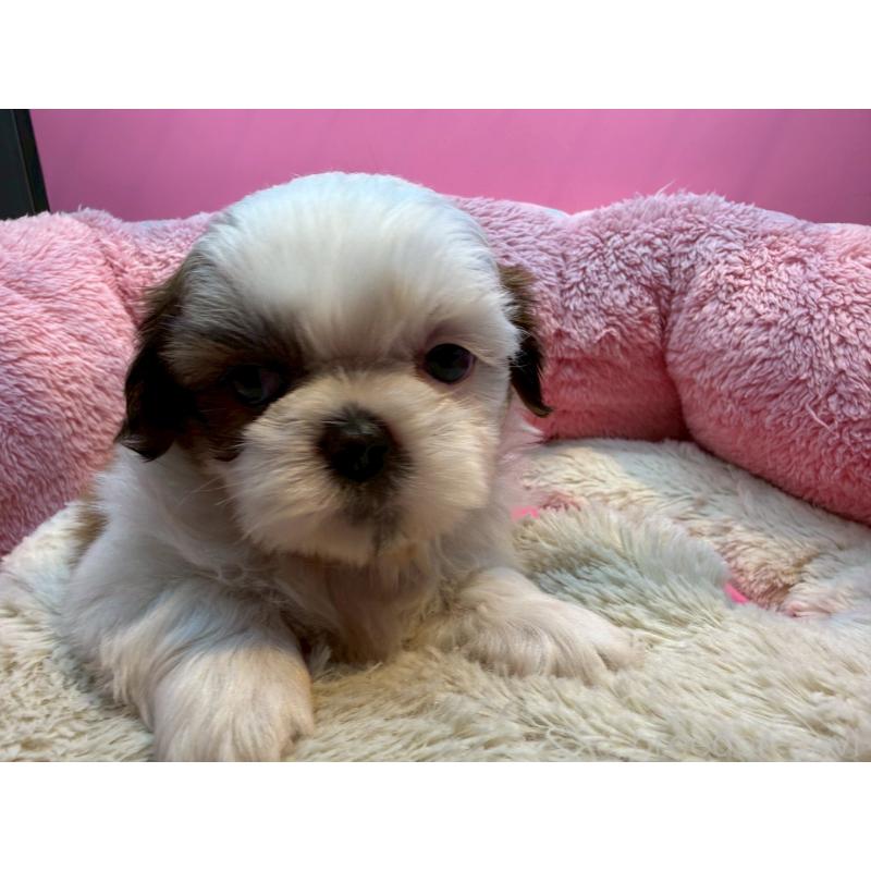 販売中の東京都のシーズー-443475の5枚目