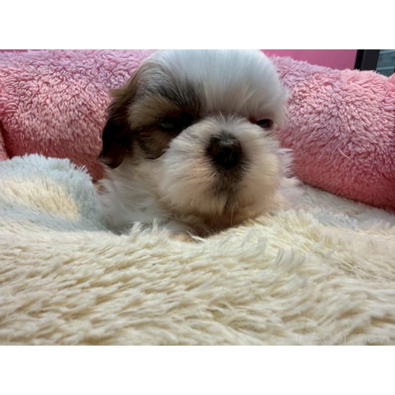 販売中の東京都のシーズー-443475の4枚目