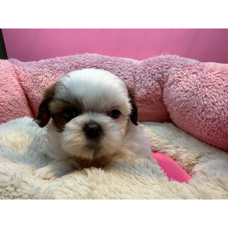 販売中の東京都のシーズー-443475の3枚目