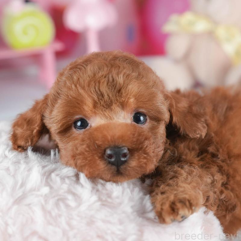 販売中の茨城県のトイプードル-443479