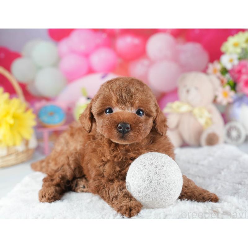 販売中の茨城県のトイプードル-443479の6枚目