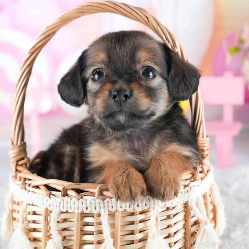 販売中の茨城県のミックス犬-443481の1枚目