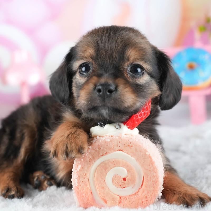 販売中の茨城県のミックス犬-443481の9枚目