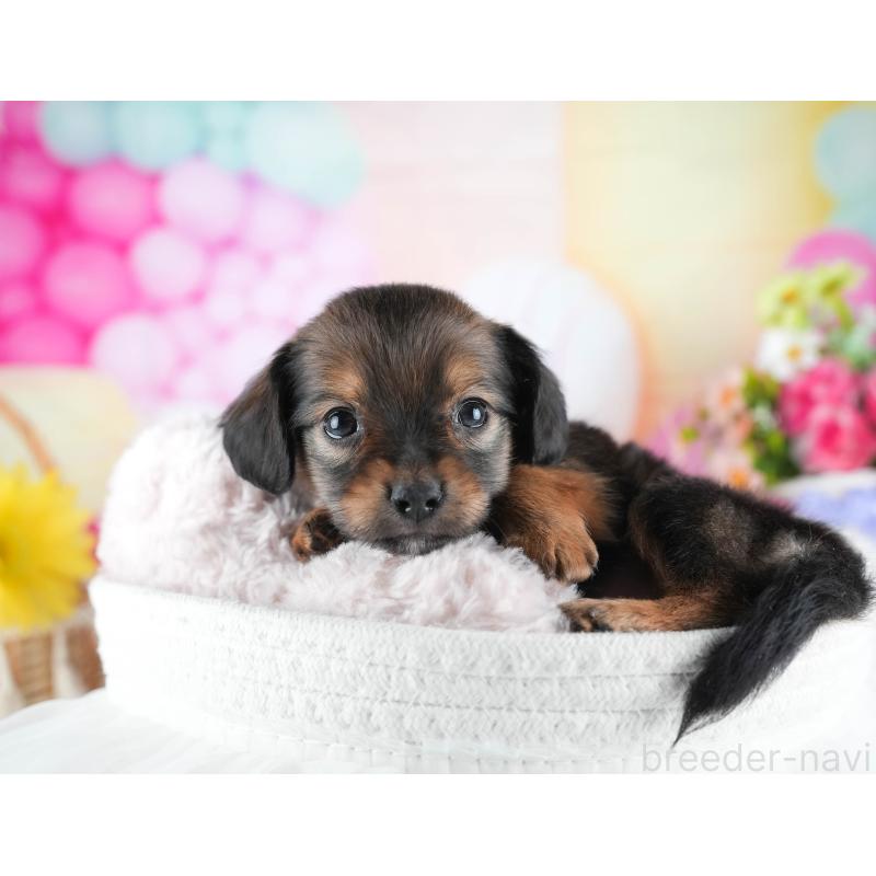 販売中の茨城県のミックス犬-443481の8枚目