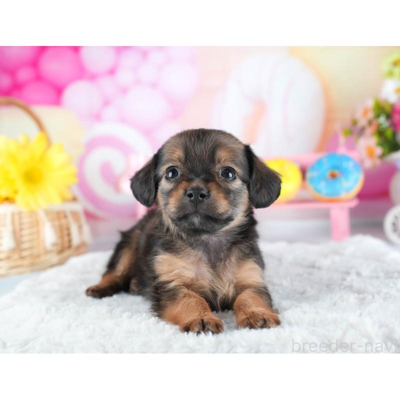 販売中の茨城県のミックス犬-443481の6枚目