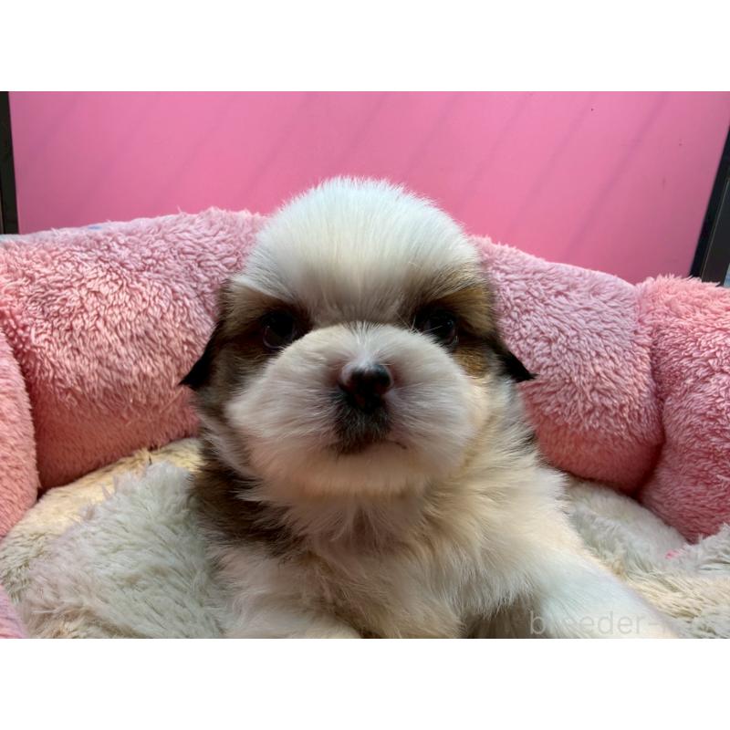 販売中の東京都のシーズー-443482