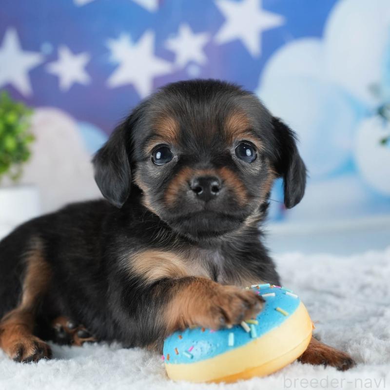 販売中の茨城県のミックス犬-443484の1枚目