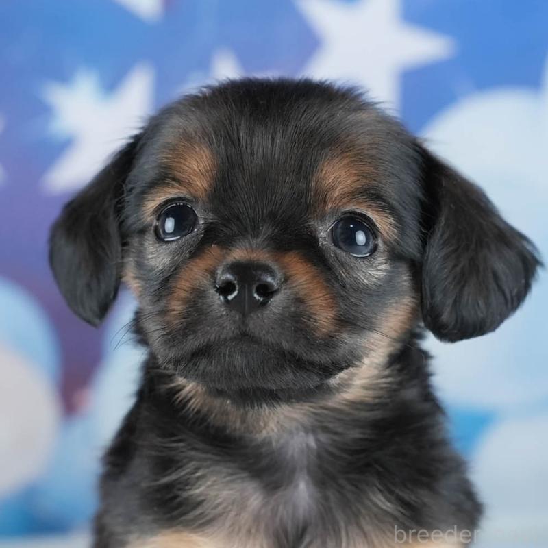 販売中の茨城県のミックス犬-443484の9枚目