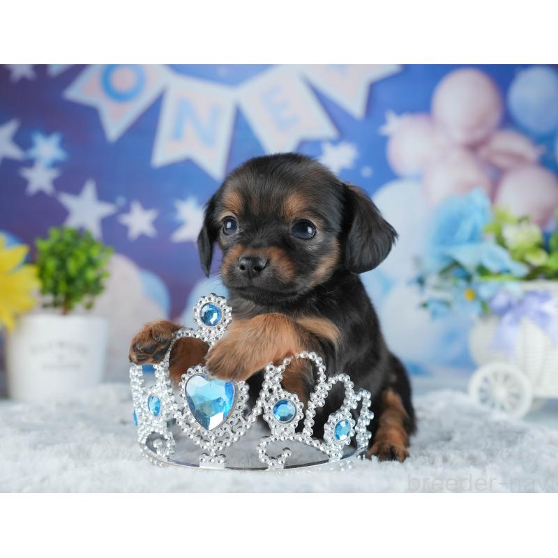 販売中の茨城県のミックス犬-443484の8枚目