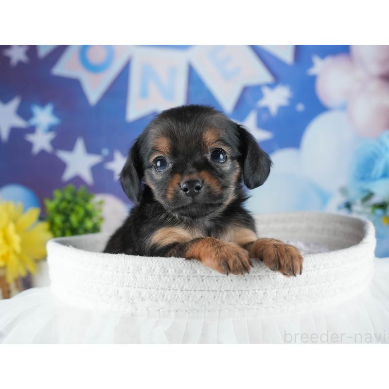 販売中の茨城県のミックス犬-443484の7枚目