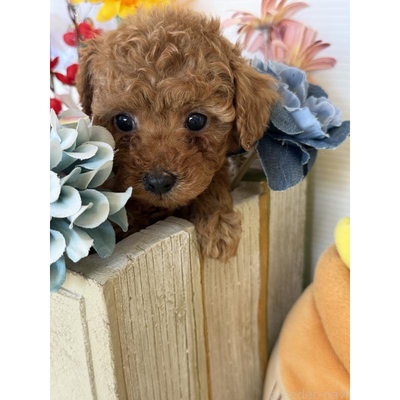 販売中の宮崎県のタイニープードル-442432の6枚目