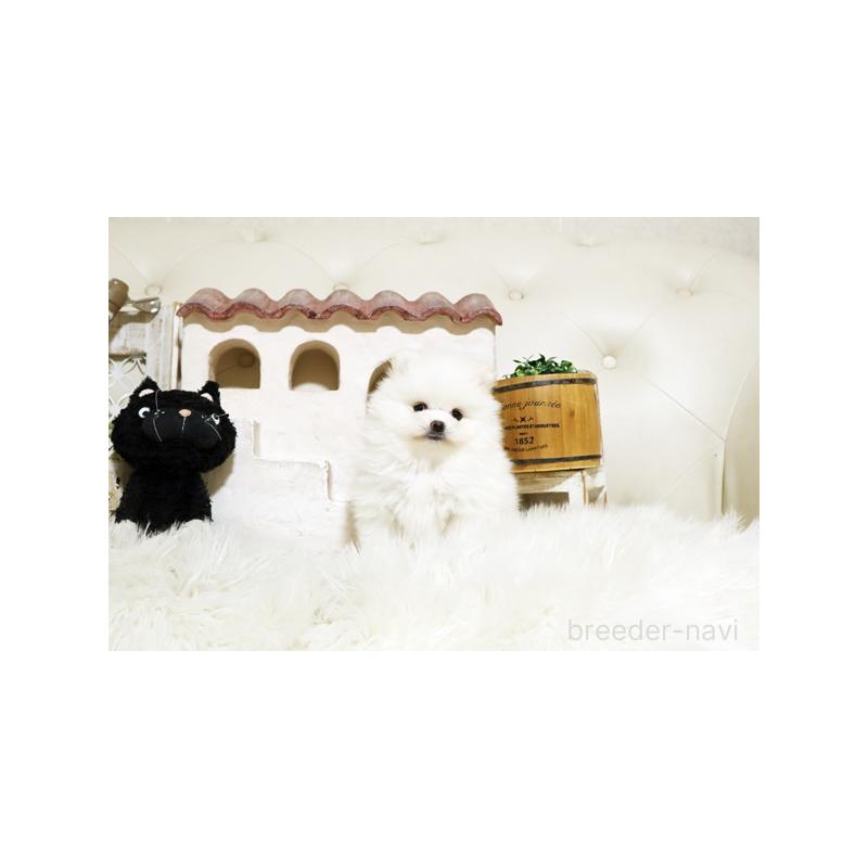 販売中の佐賀県のポメラニアン-443485の4枚目