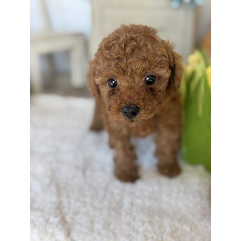 販売中の宮崎県のタイニープードル-442432の5枚目