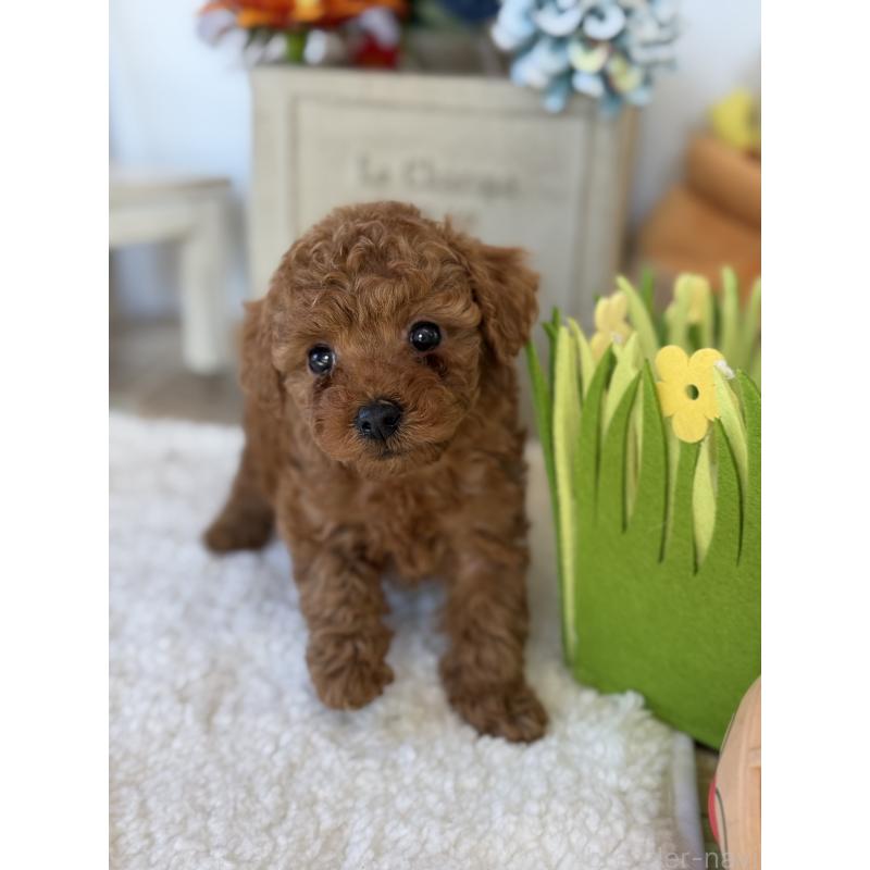 販売中の宮崎県のタイニープードル-442432の4枚目