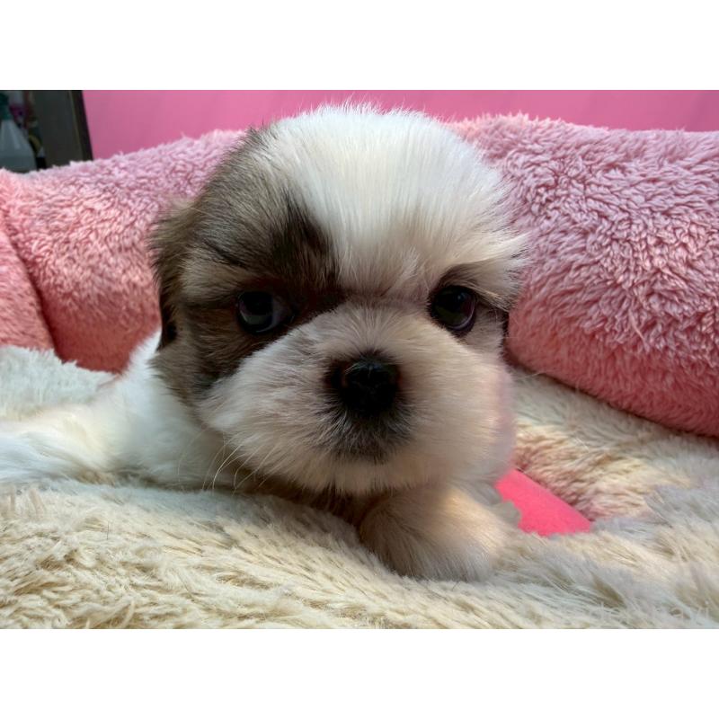 販売中の東京都のシーズー-443483の5枚目