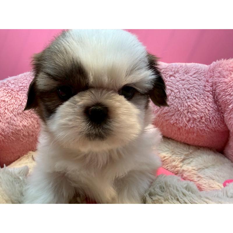 販売中の東京都のシーズー-443483の1枚目