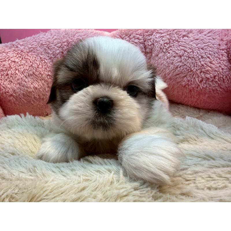 販売中の東京都のシーズー-443483の2枚目