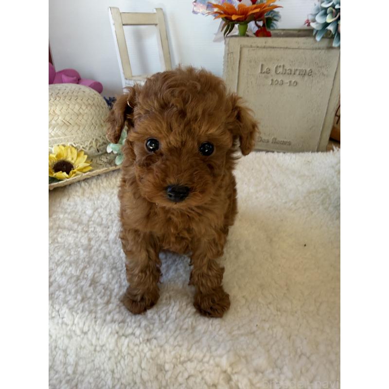 販売中の宮崎県のタイニープードル-442432の2枚目