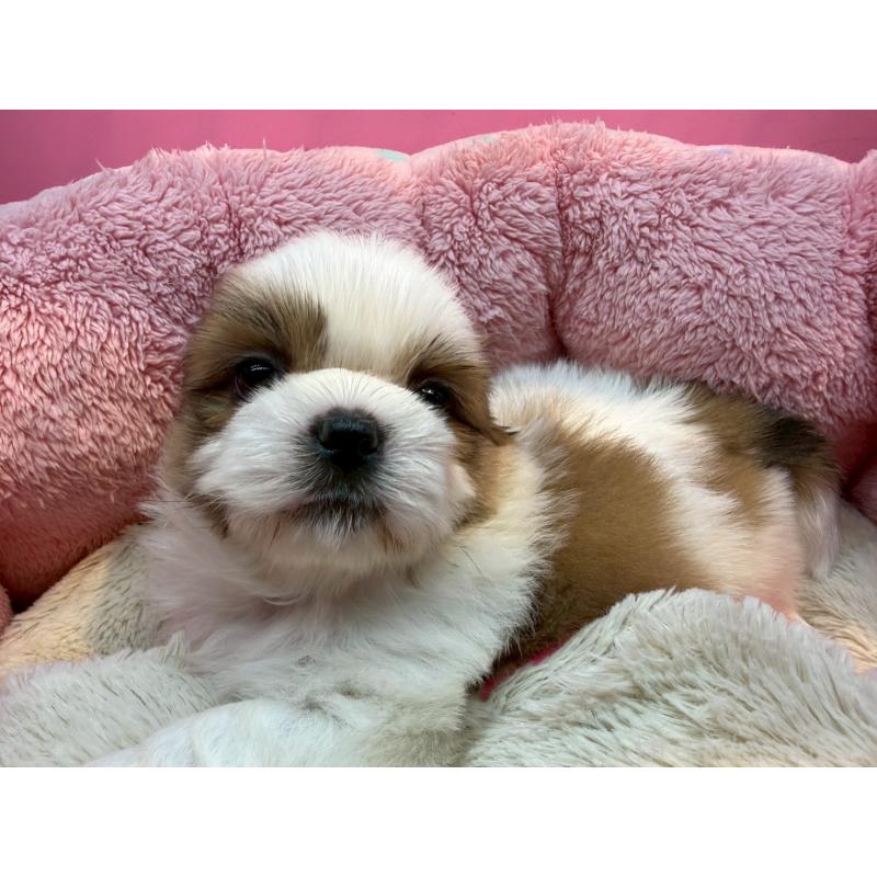 販売中の東京都のシーズー-443486の4枚目