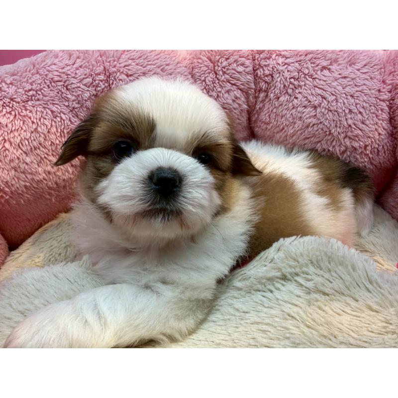 販売中の東京都のシーズー-443486の3枚目