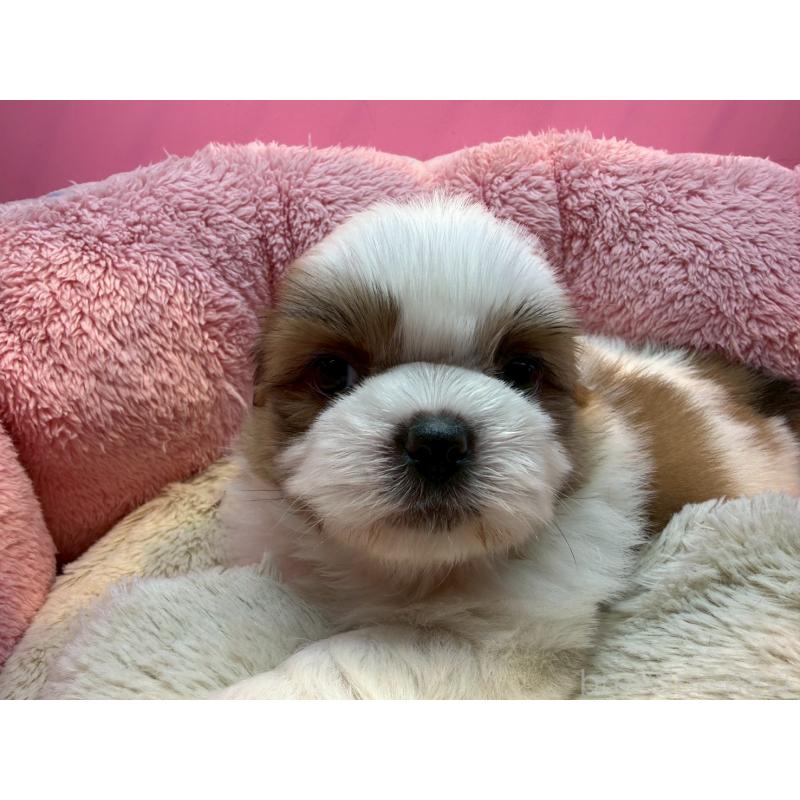 販売中の東京都のシーズー-443486の2枚目