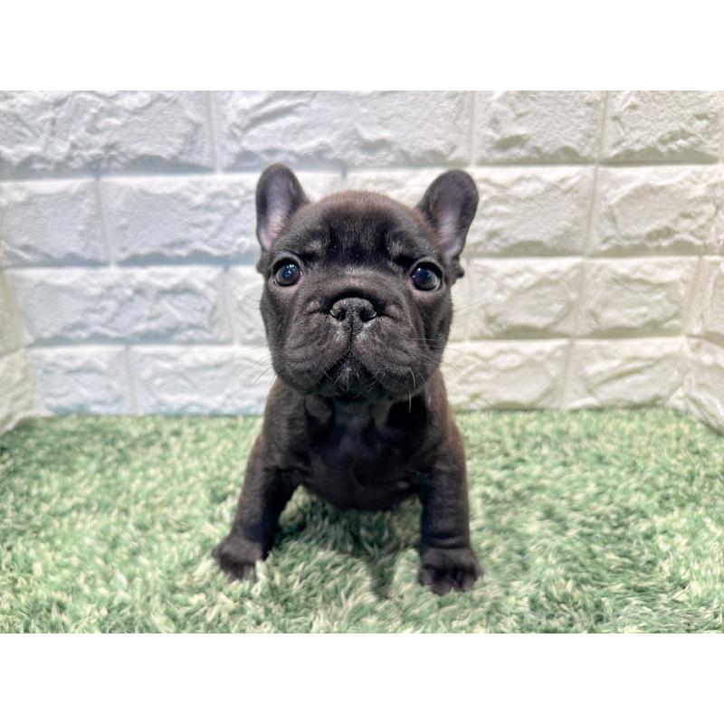 販売中の愛知県のフレンチブルドッグ-443489の4枚目