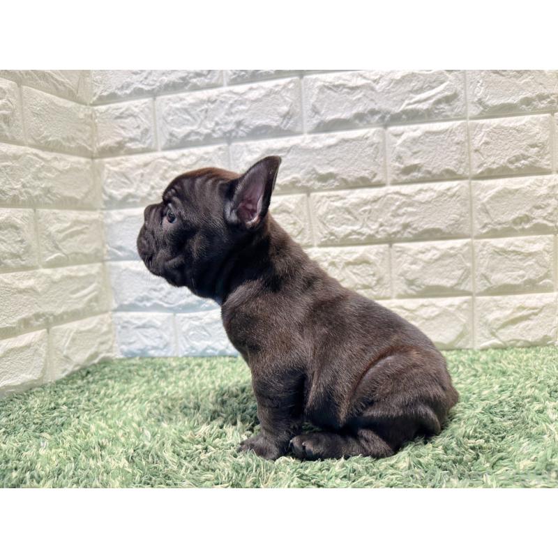 販売中の愛知県のフレンチブルドッグ-443489の3枚目