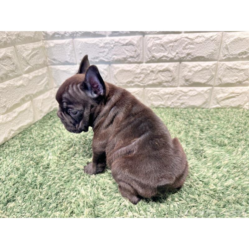 販売中の愛知県のフレンチブルドッグ-443489の2枚目
