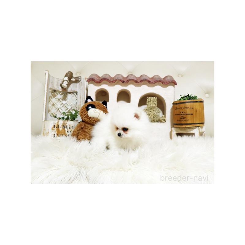 販売中の佐賀県のポメラニアン-443487の4枚目