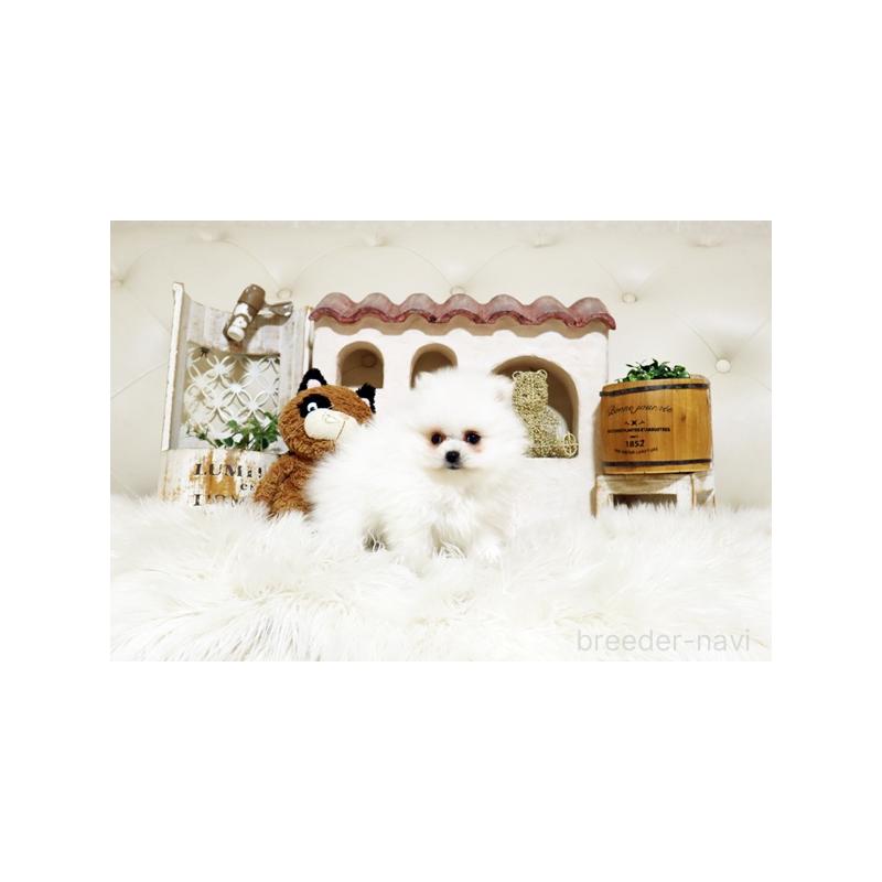 販売中の佐賀県のポメラニアン-443487の3枚目