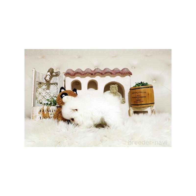 販売中の佐賀県のポメラニアン-443487の2枚目