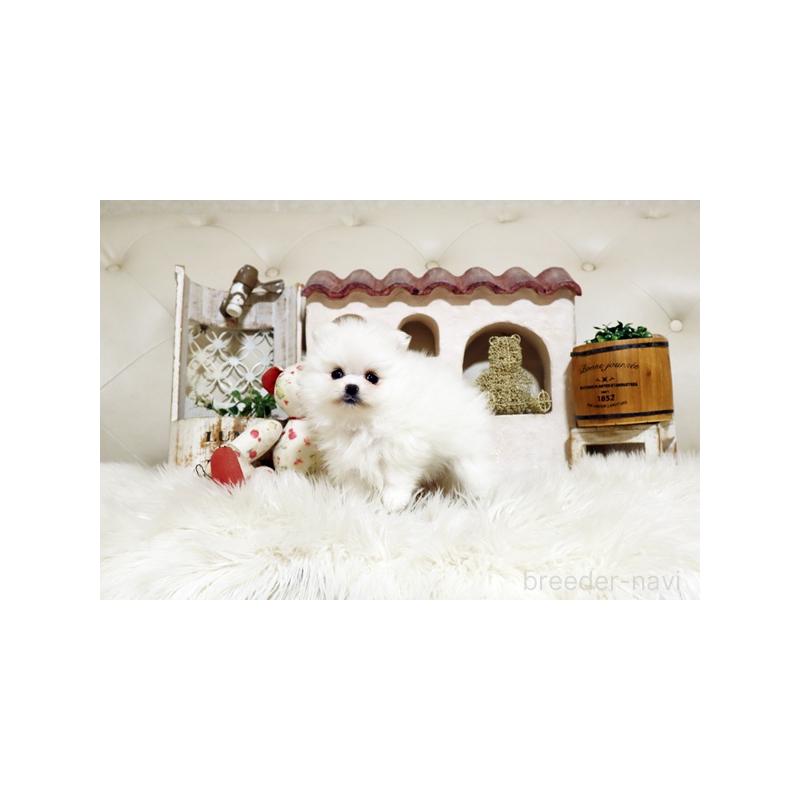 販売中の佐賀県のポメラニアン-443488の5枚目