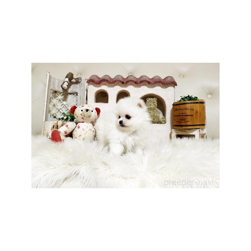 販売中の佐賀県のポメラニアン-443488の3枚目