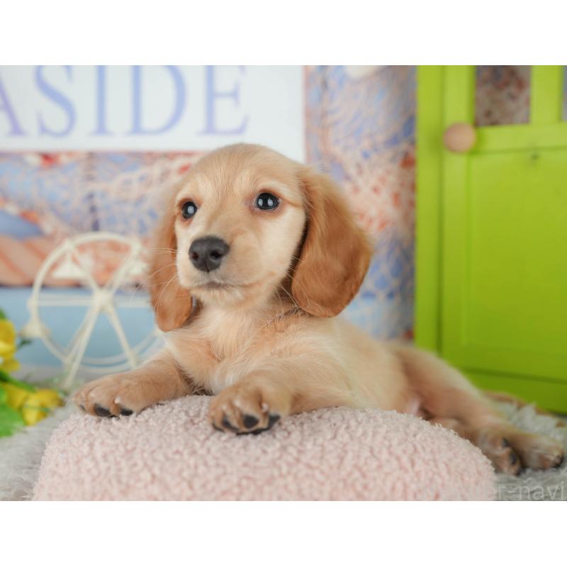 販売中の茨城県のミニチュアダックスフンド(ロングヘアード)-443492の9枚目