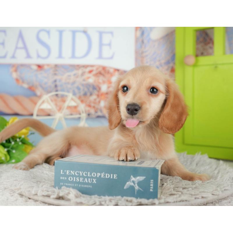 販売中の茨城県のミニチュアダックスフンド(ロングヘアード)-443492の8枚目