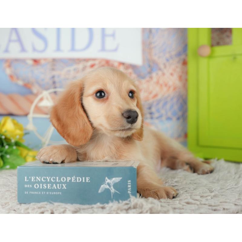 販売中の茨城県のミニチュアダックスフンド(ロングヘアード)-443492の7枚目