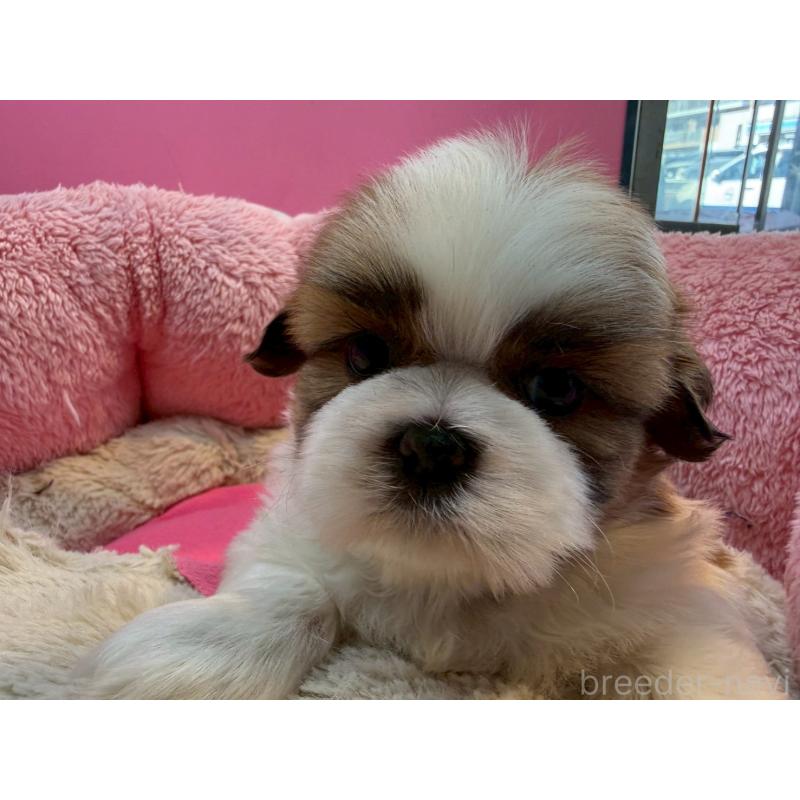 販売中の東京都のシーズー-443491の6枚目