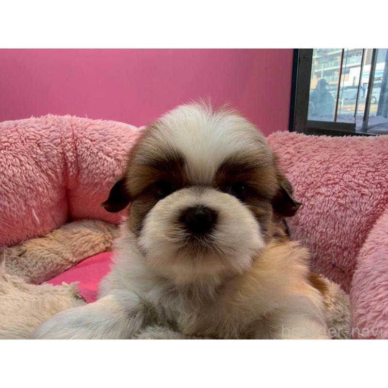 販売中の東京都のシーズー-443491の5枚目