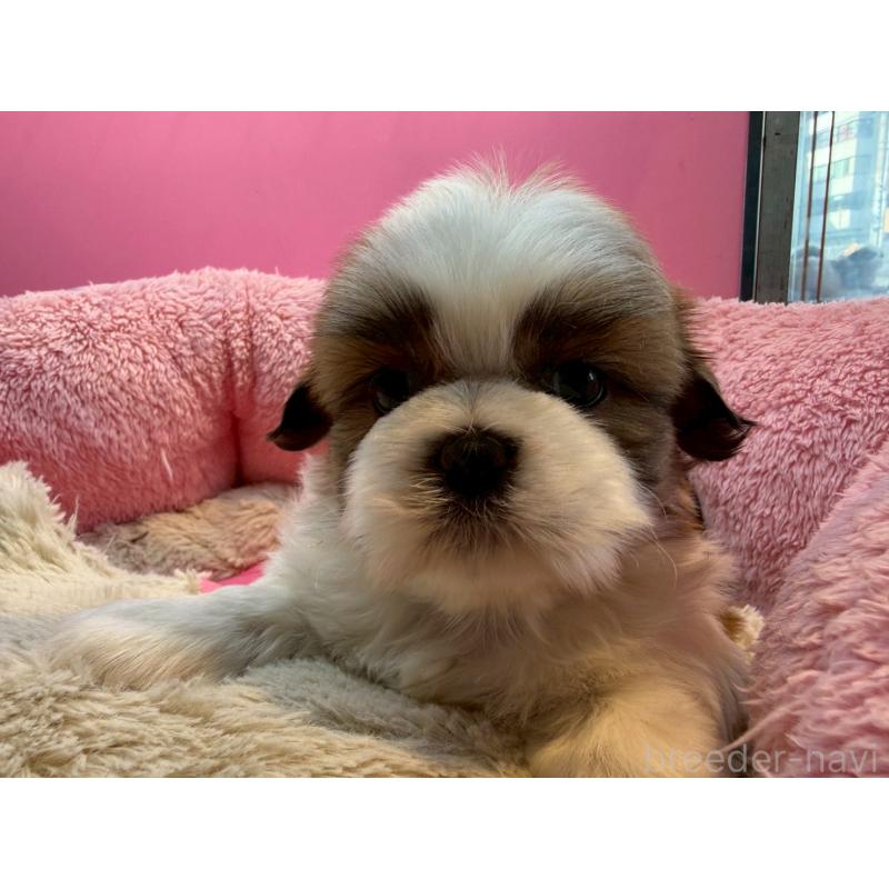 販売中の東京都のシーズー-443491の4枚目